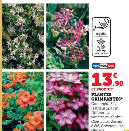plantes grimpantes