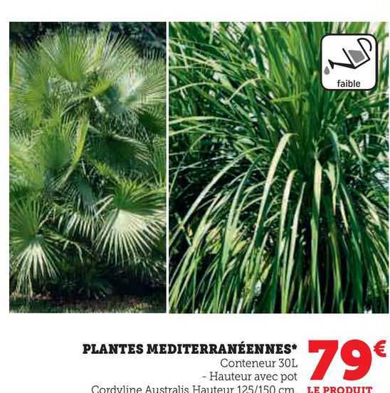 Plantes Méditerranéennes