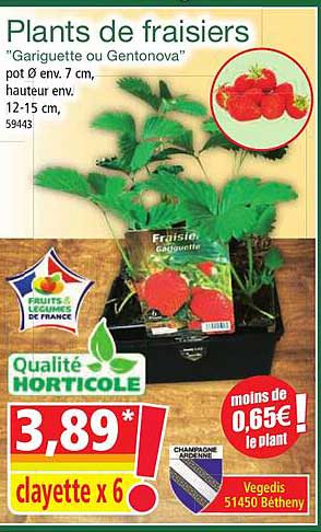 plants de fraisiers