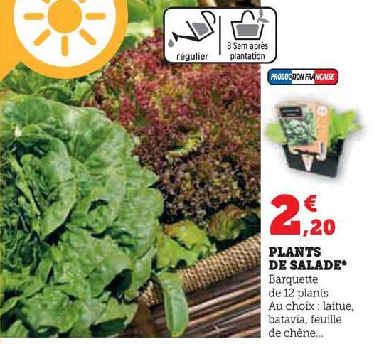 plants de salade