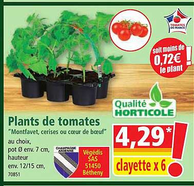 plants de tomates