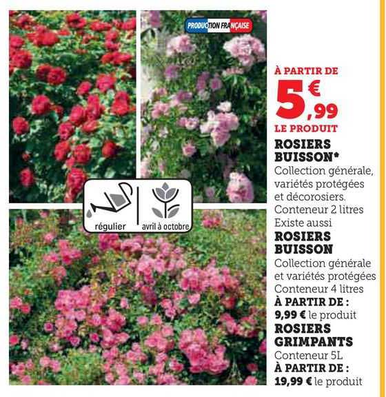Rosiers Buisson Rosiers Buisson Rosiers Grimpants