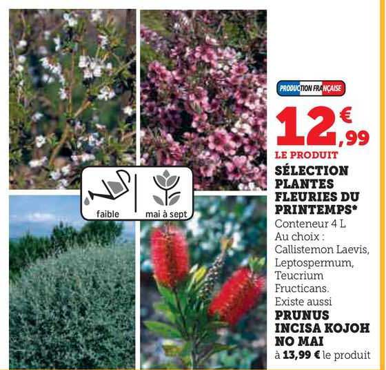 sélection plantes fleuries du printemps prunus incisa kojoh no mai