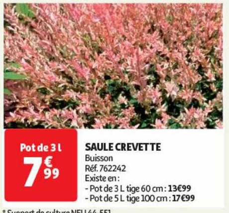 saule crevette
