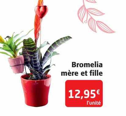 bromelia mère et fille