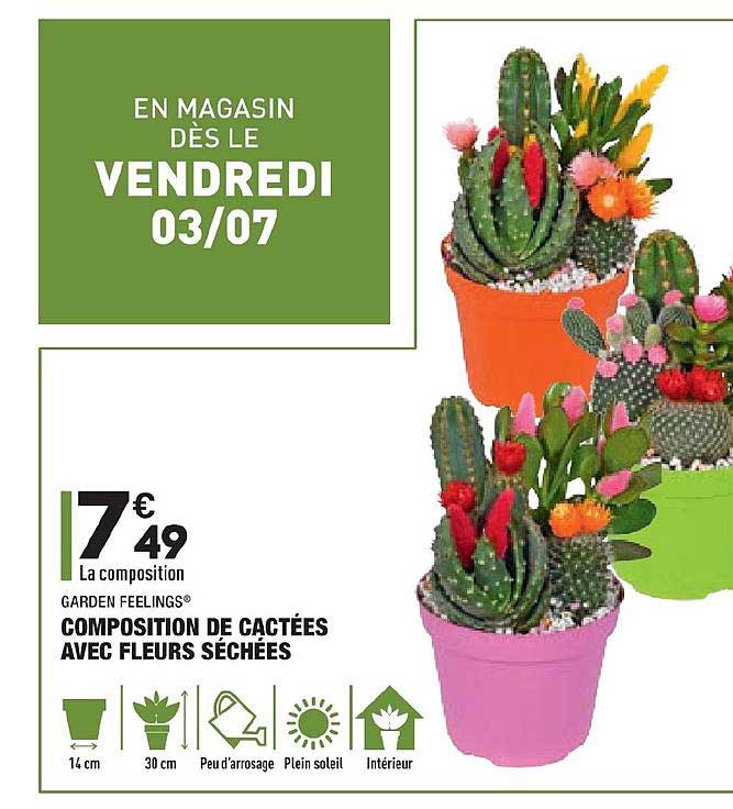 composition de cactées avec fleurs séchées garden feelings