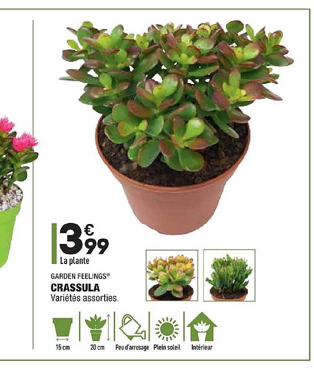 crassula garden feelings