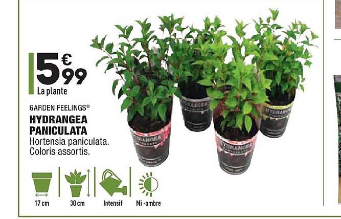 hydrangea paniculata garden feelings