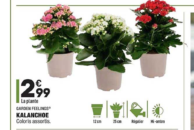 Kalanchoe Garden Feelings