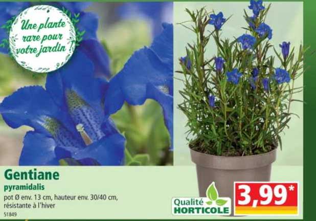 gentiane pyramidalis