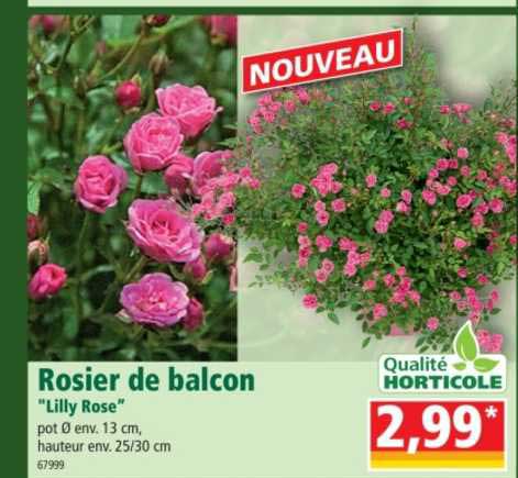 rosier de balcon "lilly rose"