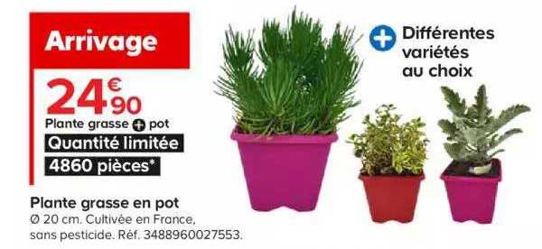 plante grasse pot