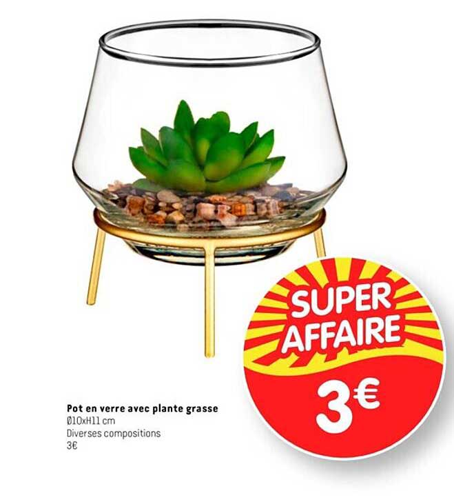pot en verre avec plante grasse