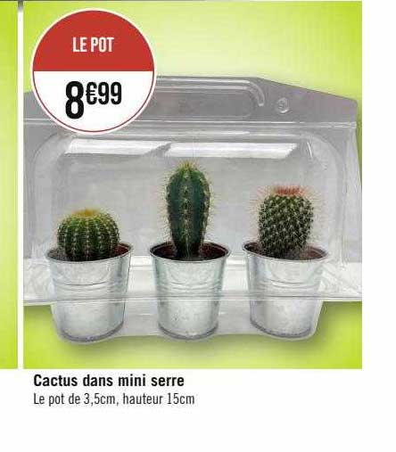 cactus dans mini serre