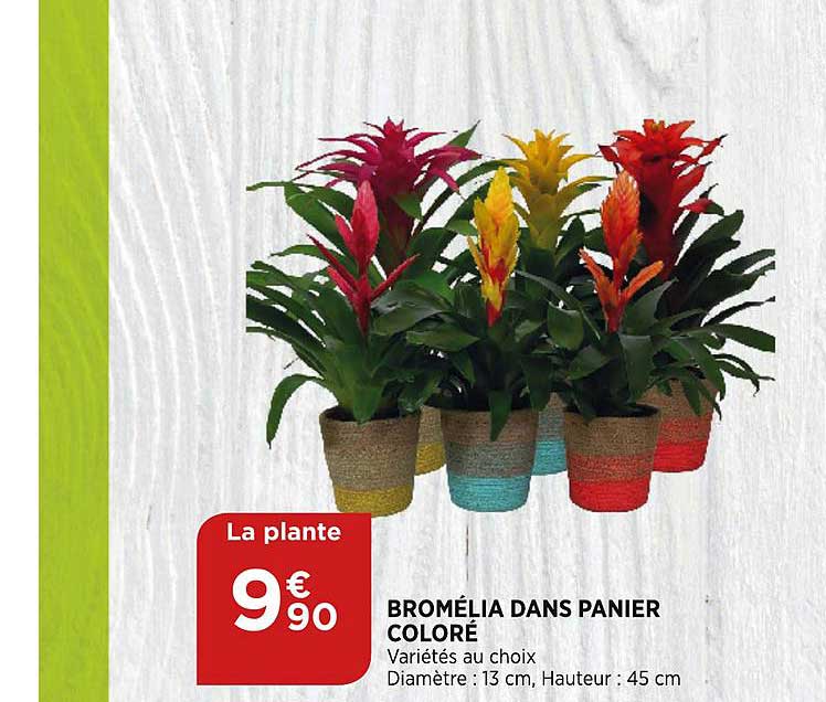 bromélia dans panier coloré