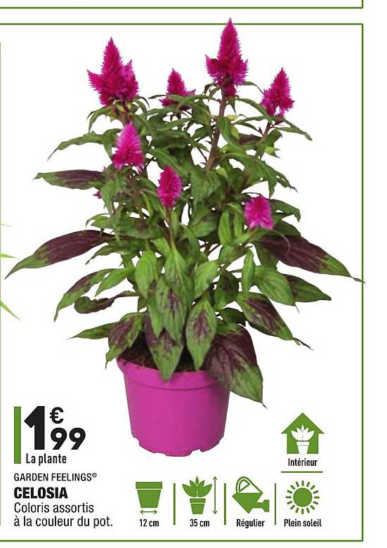 celosia garden feelings