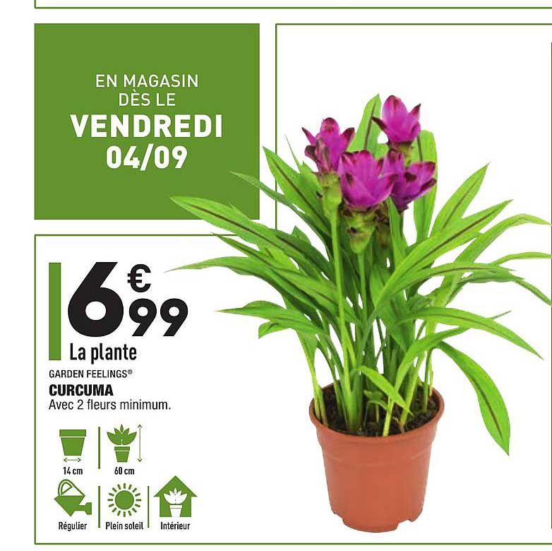 curcuma garden feelings