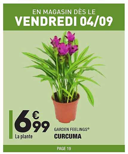 Curcuma Garden Feelings