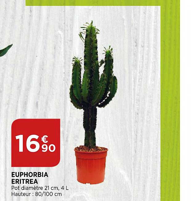 euphorbia eritrea