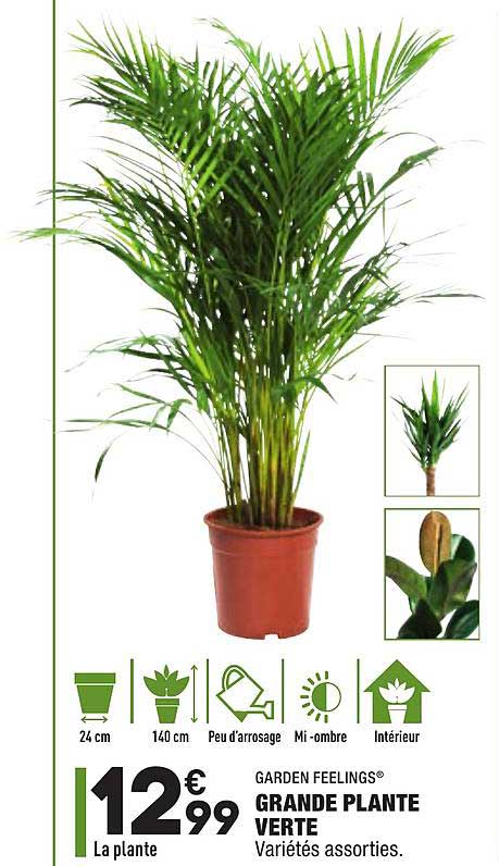 grande plante verte garden feelings