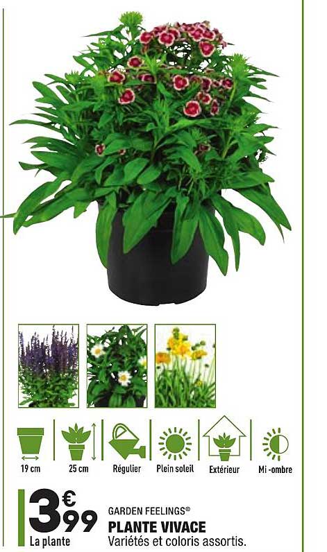 plante vivace garden feelings