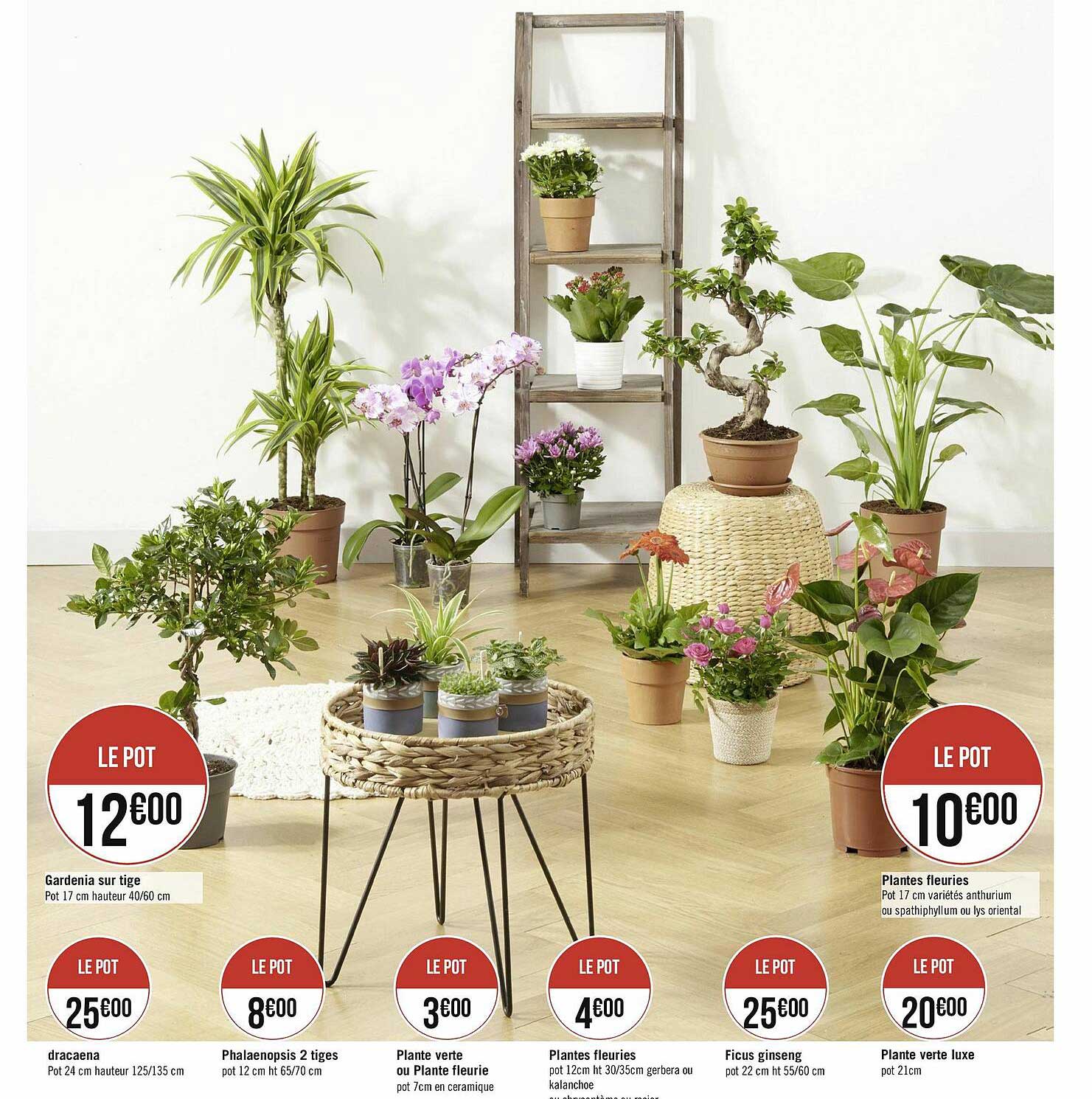 gardenia sur tige, dracaena, phalaenopsis 2 tiges, plante verte, plantes fleuries, ficus ginseng, plantes verte luxe