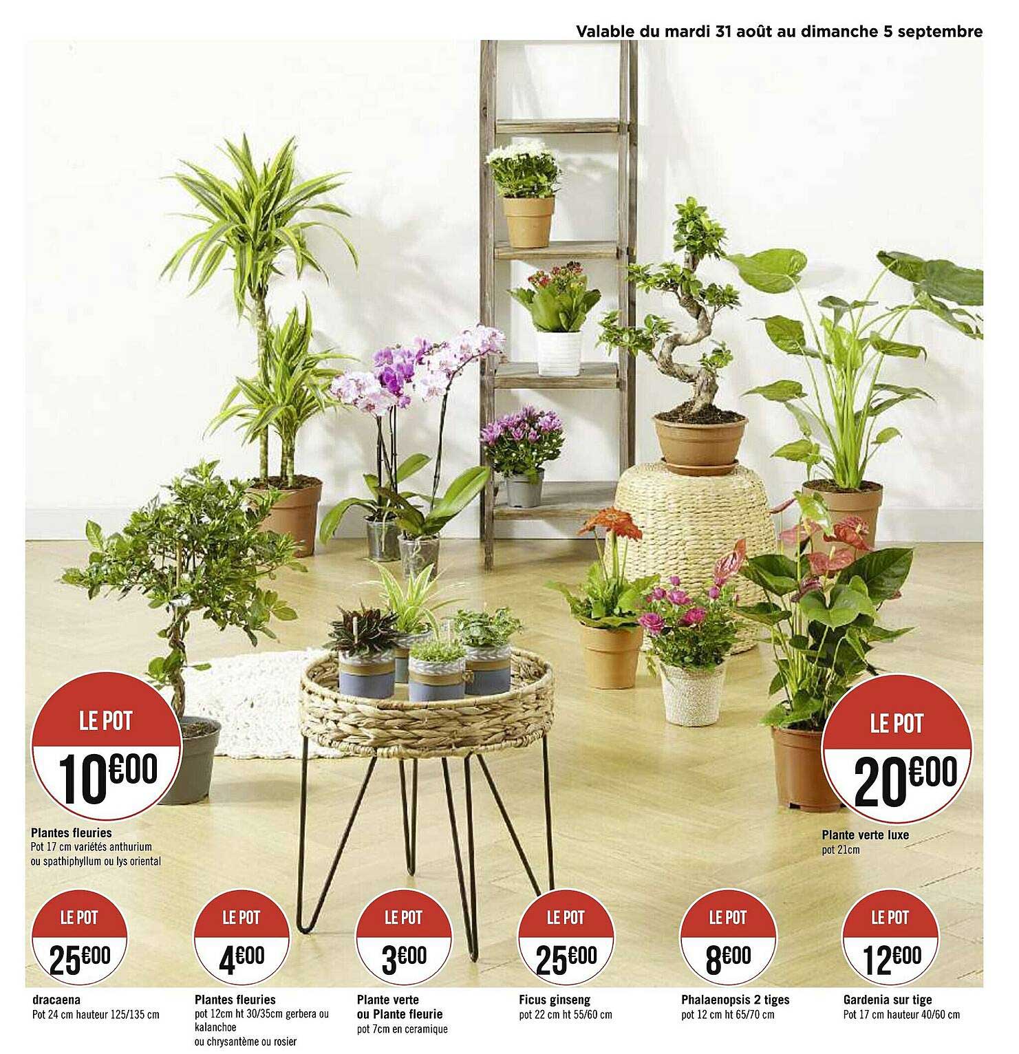 plantes fleuries, dracaena, plante verte, ficus ginseng, phalaenopsis 2 tiges, gardenia sur tige, plante verte luxe