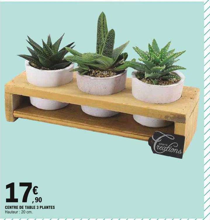 Centre De Table 3 Plantes