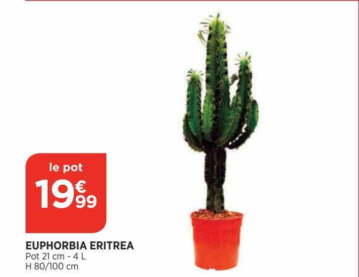euphorbia eritrea
