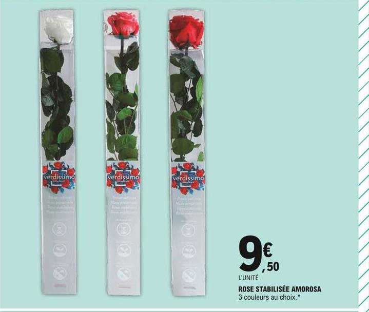 rose stabilisée amorosa