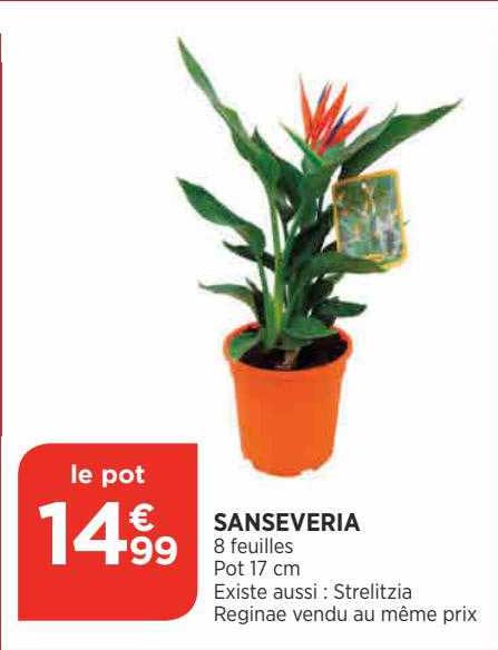 sanseveria
