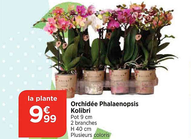 Orchidée Phalaenopsis Kolibri