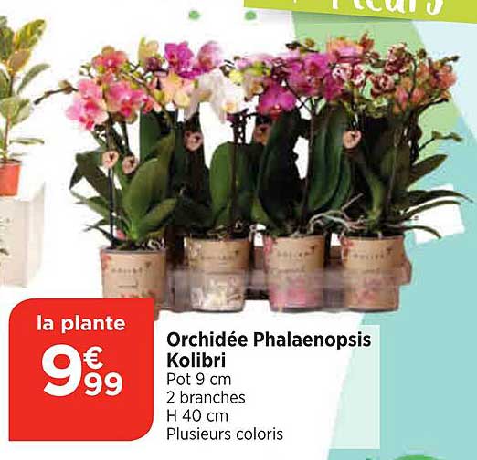 Orchidée Phalaenopsis Kolibri