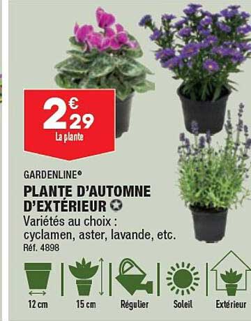 plante d'automne d'extérieur gardenline