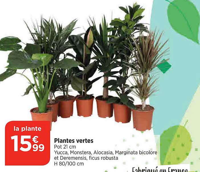 Plantes Vertes