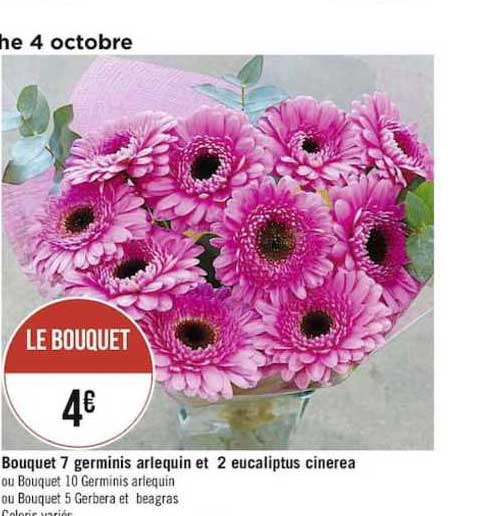 bouquet 7 germinis arlequin et 2 eucaliptus cinerea