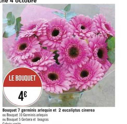 bouquet 7 germinis arlequin et 2 eucaliptus cinerea
