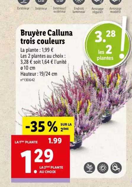 Bruyère Calluna Trois Couleurs