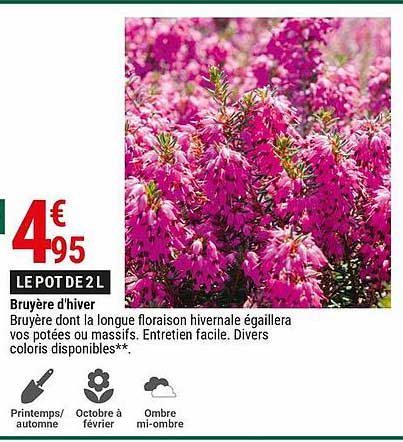 bruyère d'hiver