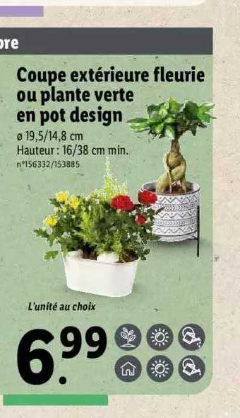 Coupe Extérieure Fleurie Ou Plante Verte En Pot Design