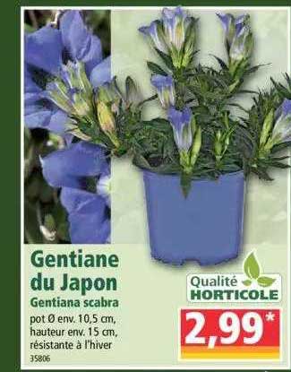 Gentiane Du Japon Gentiana Scabra