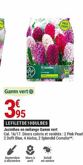 Jacinthes En Mélange Gamm Vert