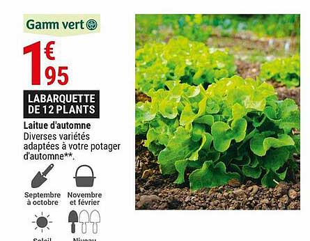 laitue d'automne
