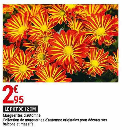 marguerites d'automne