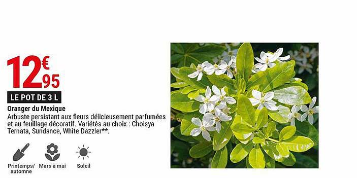 oranger du mexique