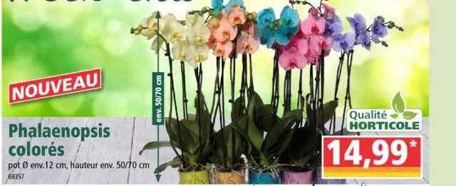 Phalaenopsis Colorés