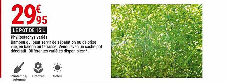 phyllostachys variés