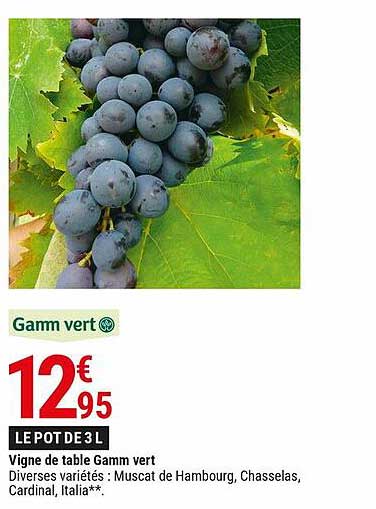 vigne de table gamm vert