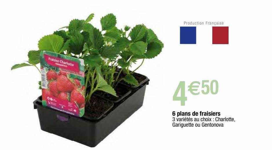 6 plans de fraisiers