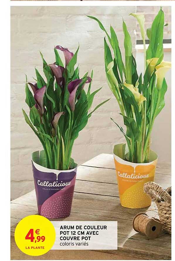 arum de couleur pot 12 cm avec couvre pot